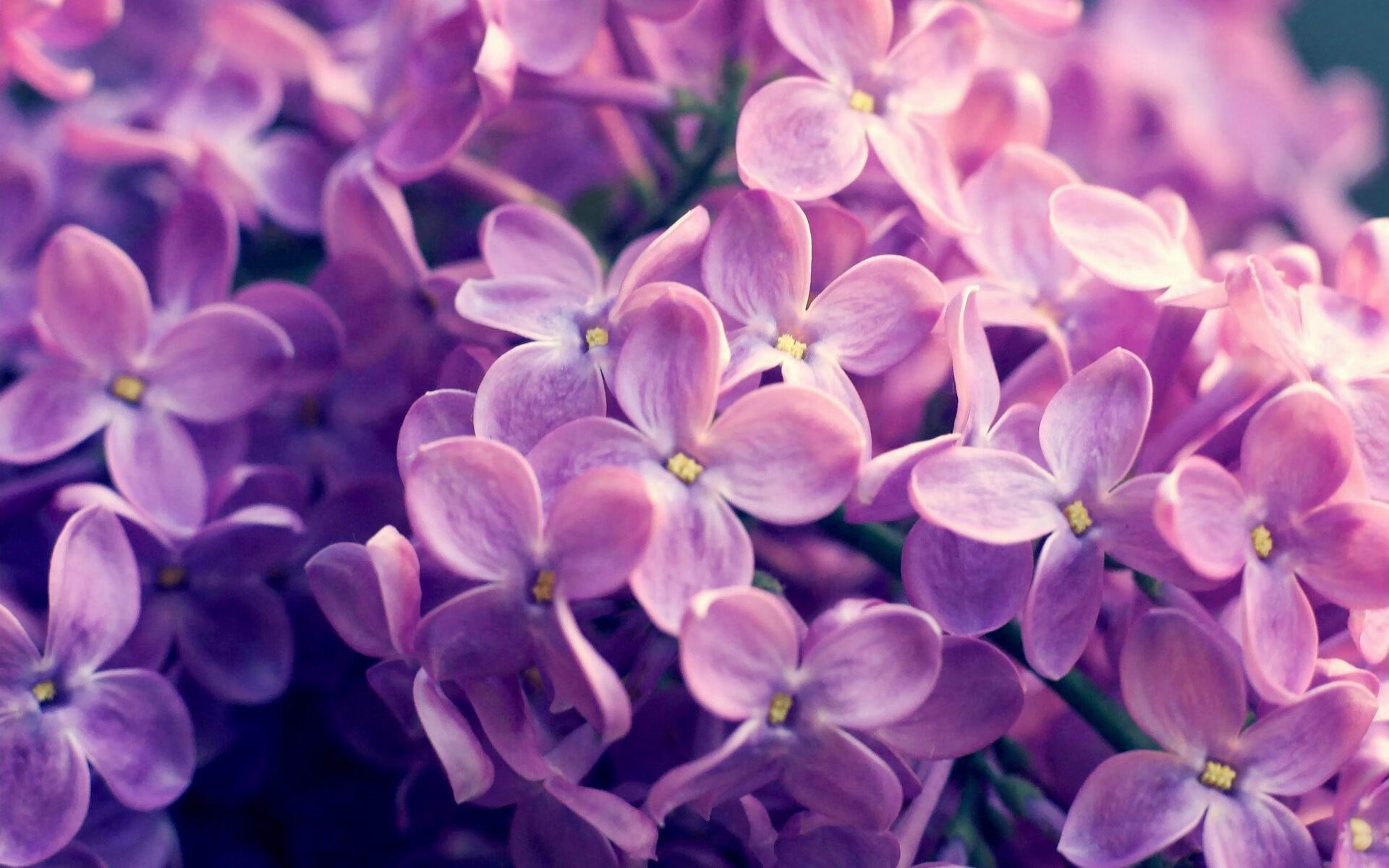 跨洋对决惊艳瞬间！骑士单节风暴击穿辽宁防线，锡安暴力美学点燃全场