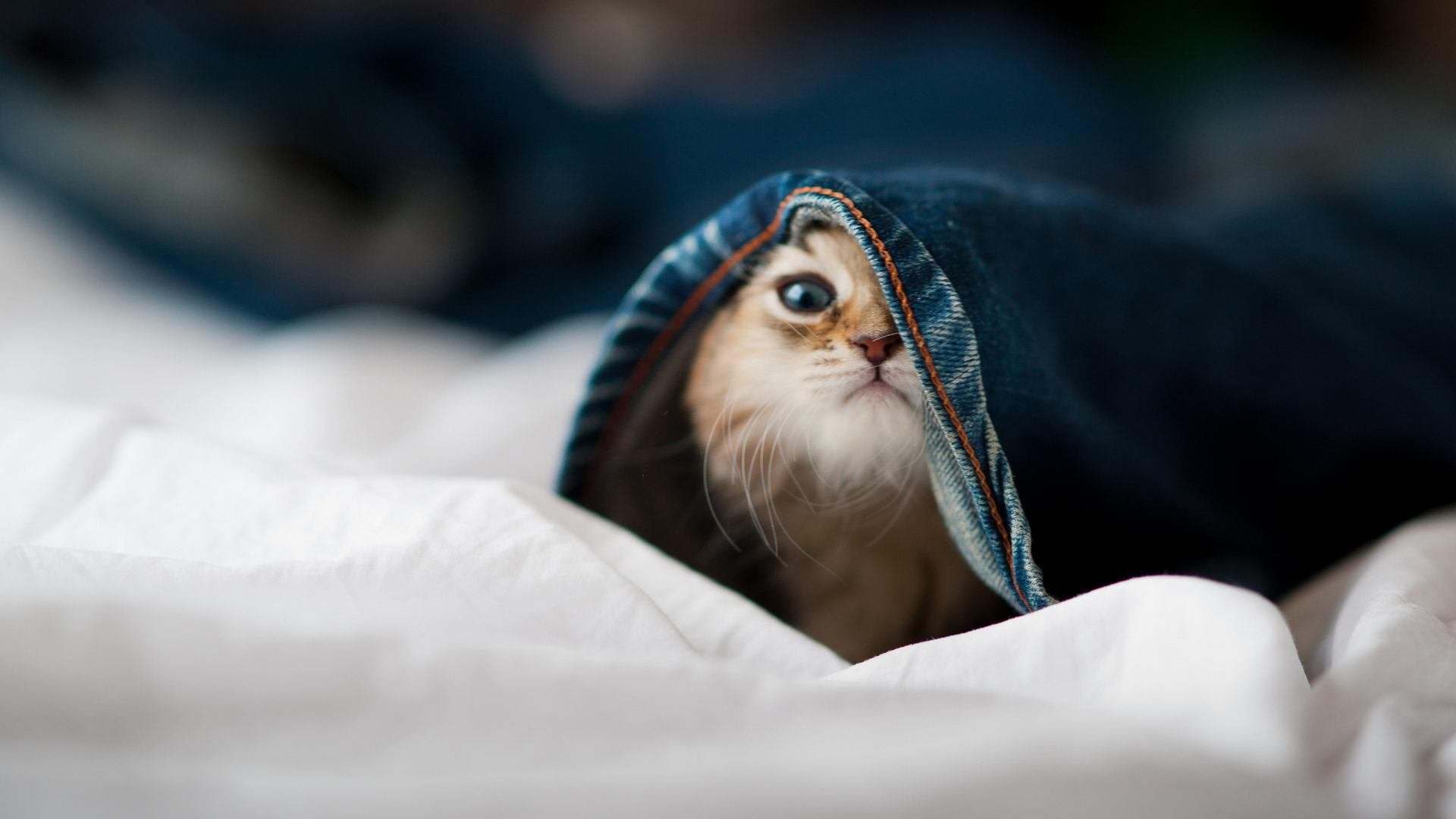 羽翼下的致命节奏，当猎杀成为艺术，那个男人在年度之战中接管一切