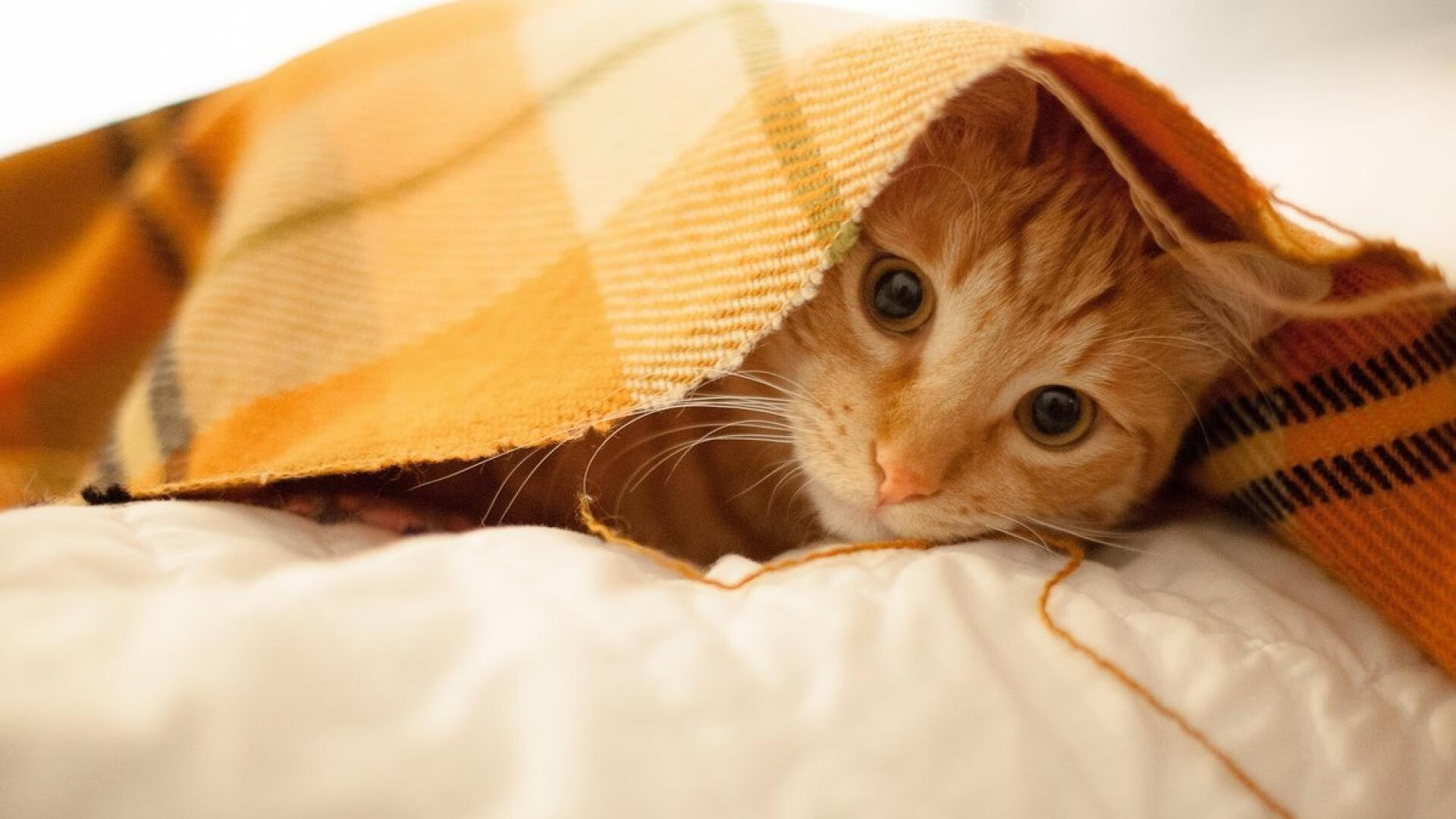 跨越时空的德罗赞时刻，当CBA广东队强压NBA魔术的艺术博弈