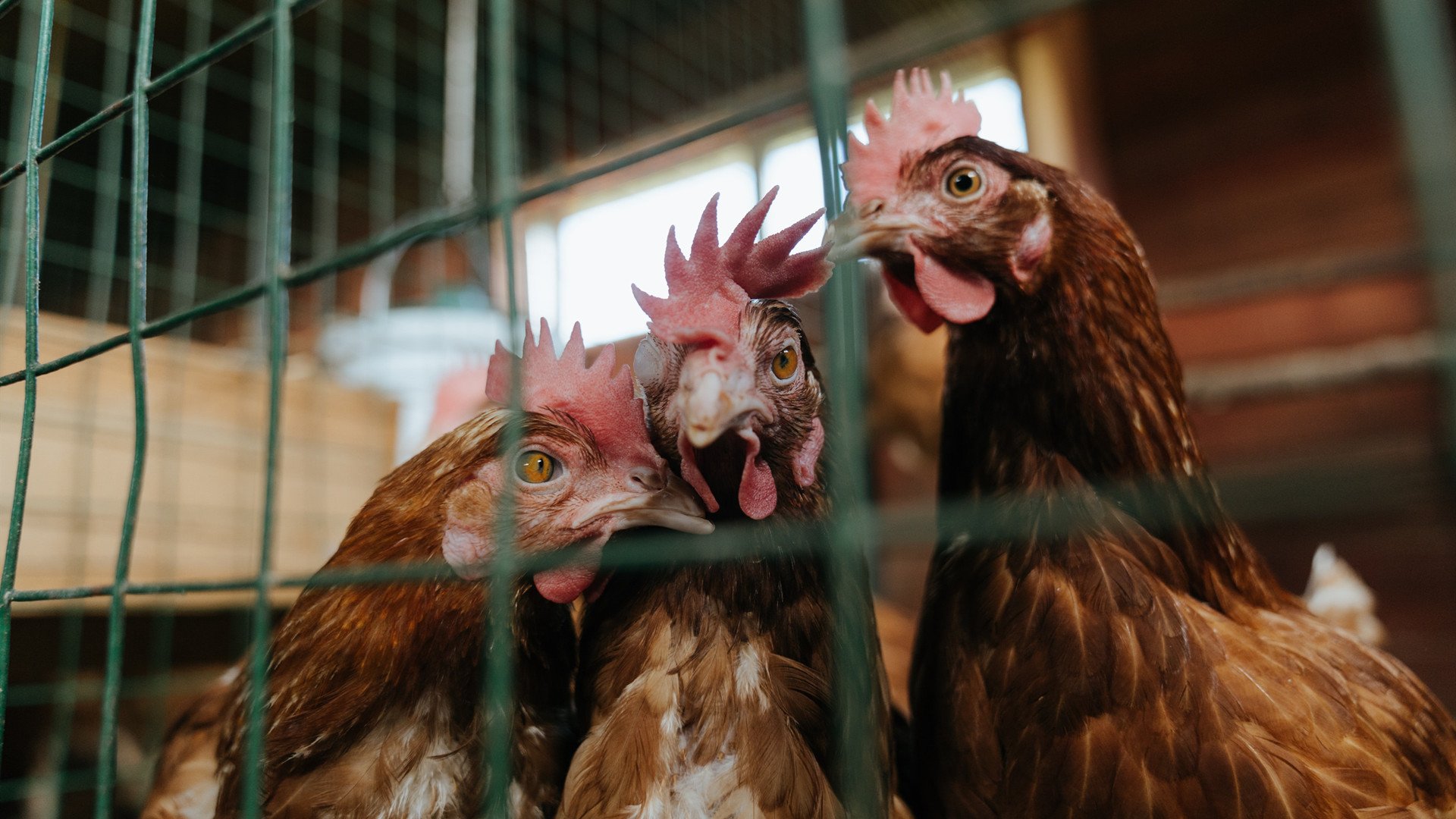 跨界救赎,当孔德身披巴萨战袍迎战祖国比利时,防线磐石如何定义关键战