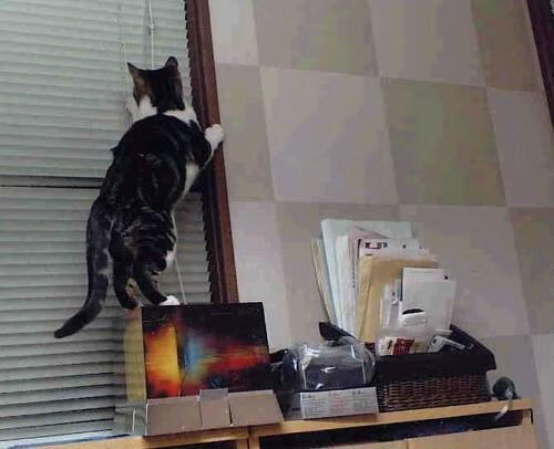 阿根廷节奏与中国共鸣,托尼在F1揭幕战中的唯一性掌控