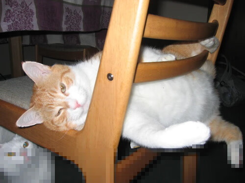 爵士对阵公牛，锡安·威廉姆森的唯一解