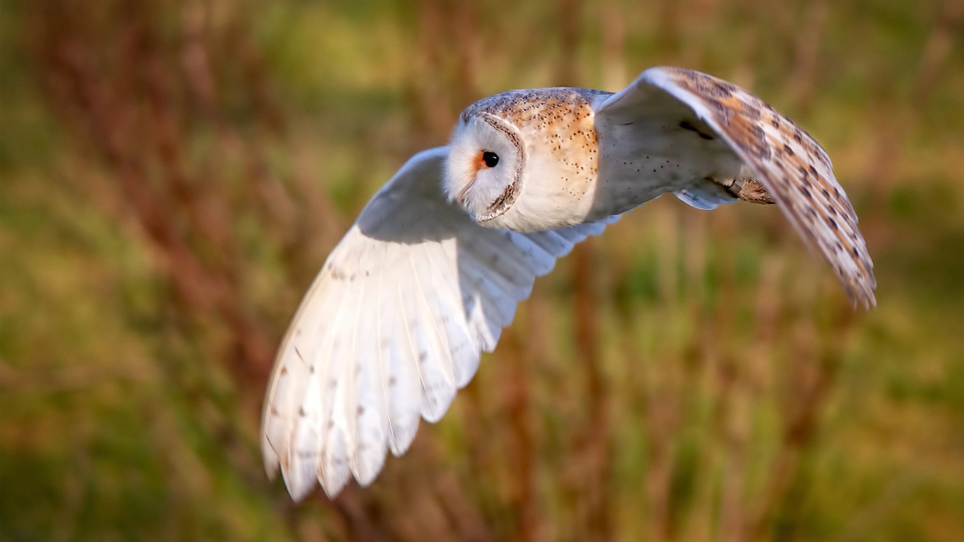 破壁之战,当猛龙斩落北京队,文班亚马在东决关键战完成篮球次元交叠