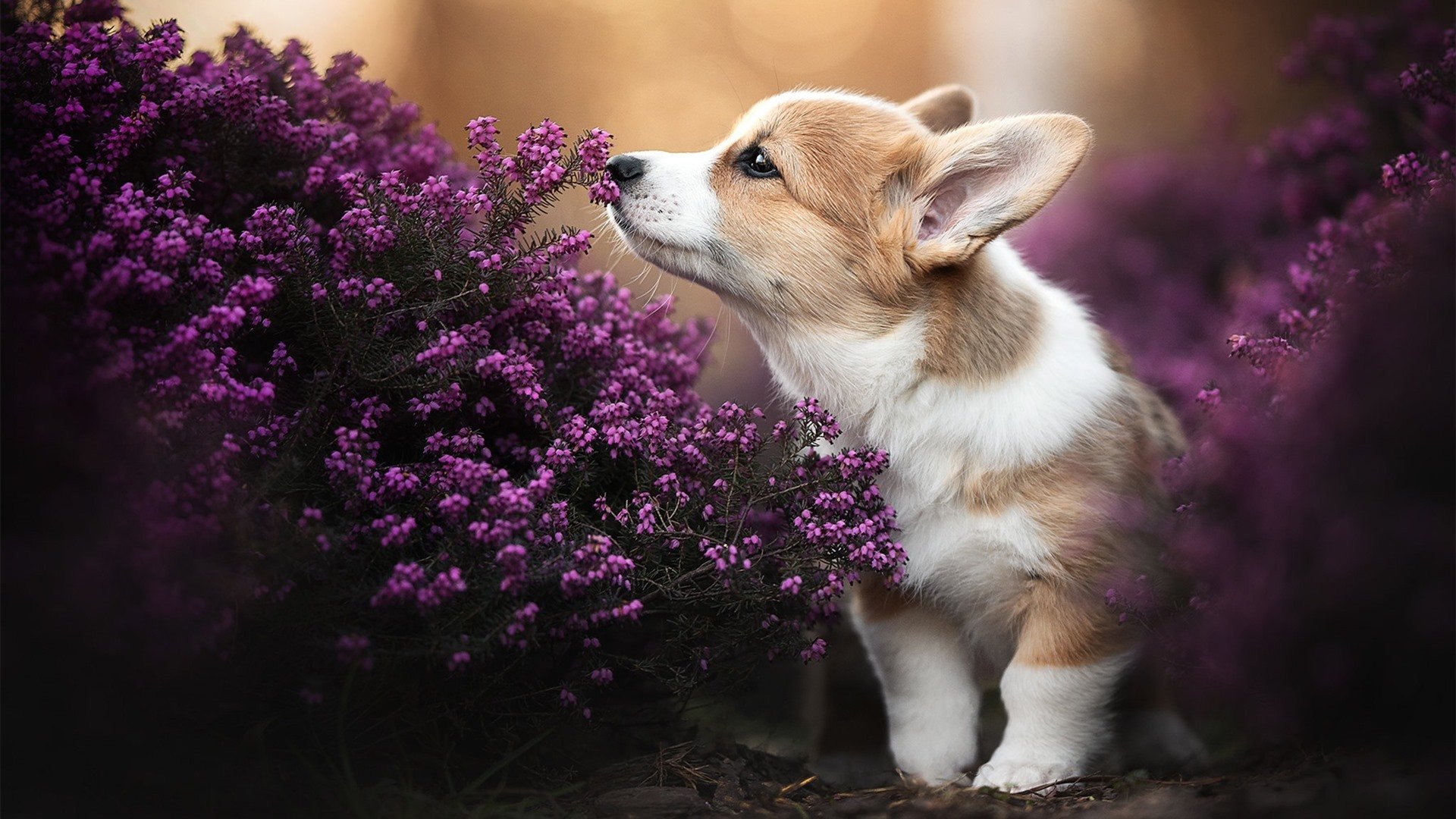 魔幻现实，国际米兰淘汰伊朗，皮克跨界成为关键先生