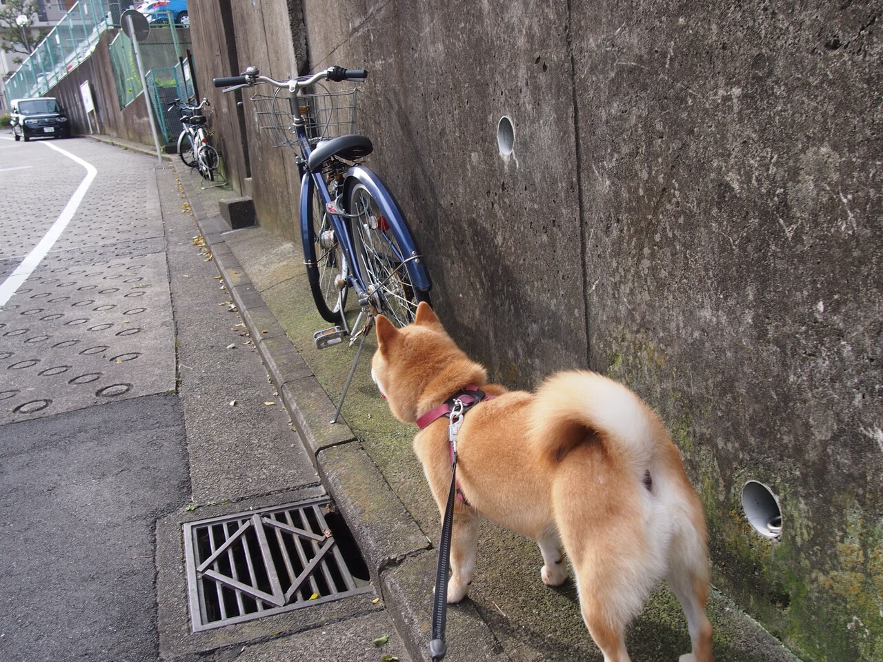 欧冠决赛,法国战车安哥拉之役的终极预演
