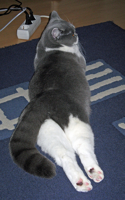 杰伦·格林独砍38分引爆全场,凯尔特人团队篮球完胜浙江队