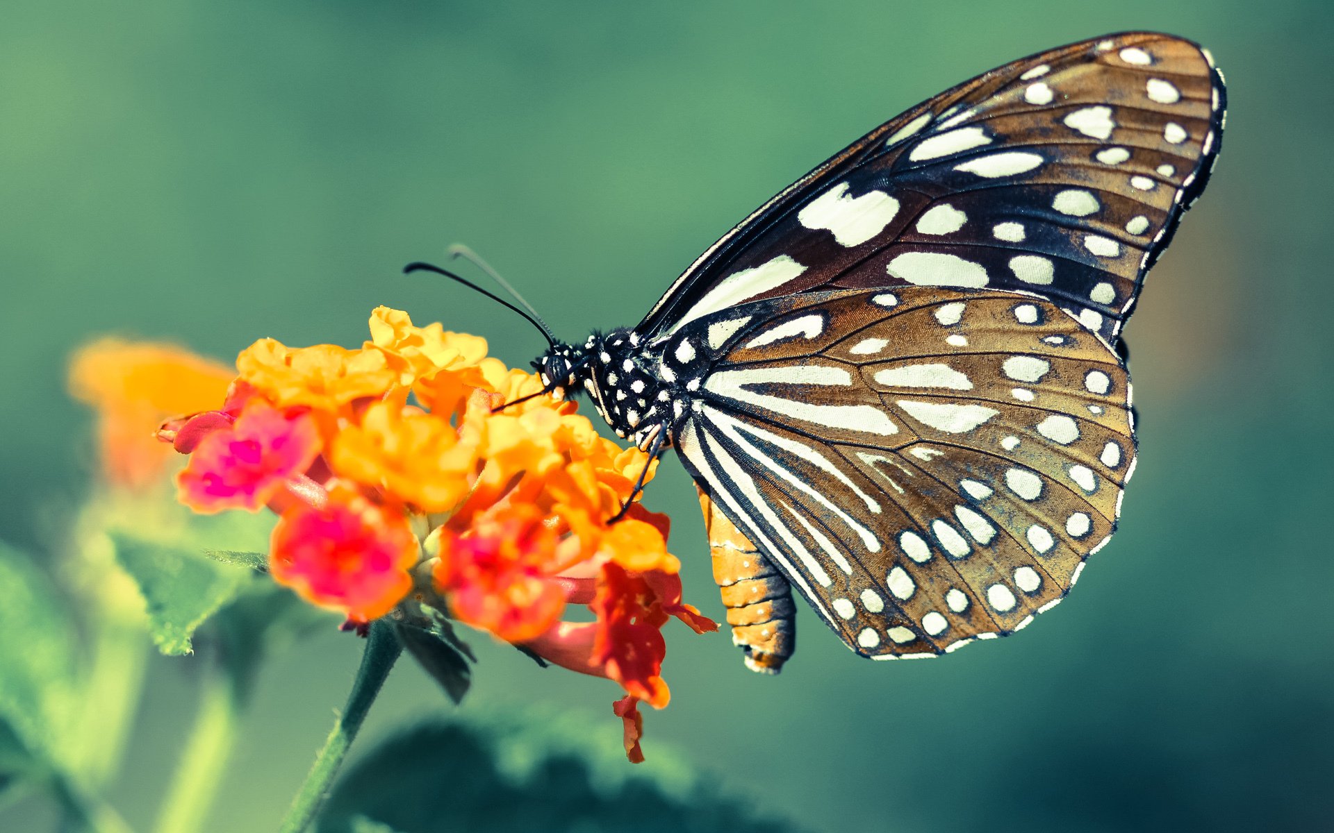 冰与铁的艺术，当乔治锁死对手，吉林的防守哲学如何冰封北京