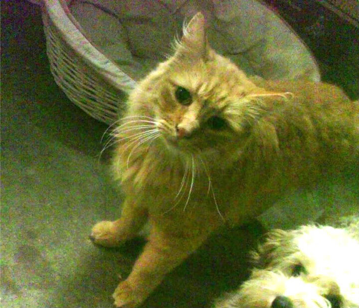 唯一之夜,奥利维耶在西决生死战的关键爆发