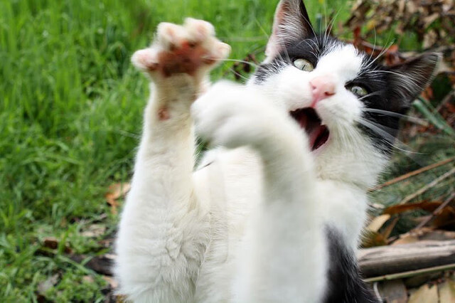 虚拟绿茵场，当北京勇士以足球智慧颠覆欧冠命运