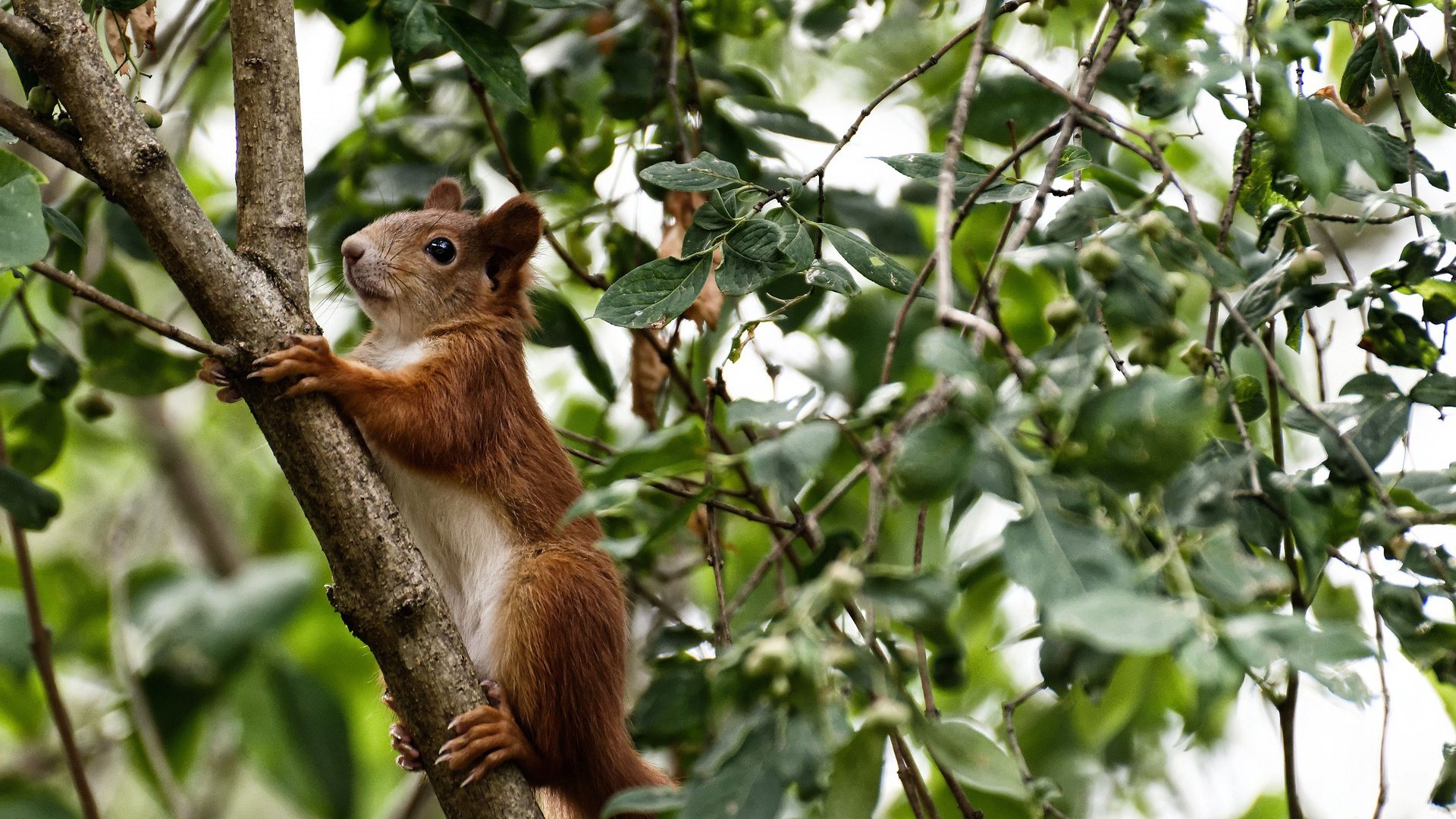 撕裂寂静，布伦森生死夜连珠炮，一瞬点燃百万心焰