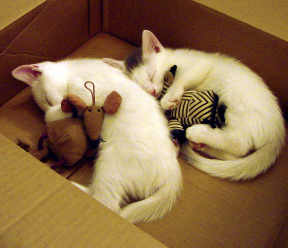 世界排名争夺焦点战，骑士队轻取深圳队，全球篮球格局再掀波澜