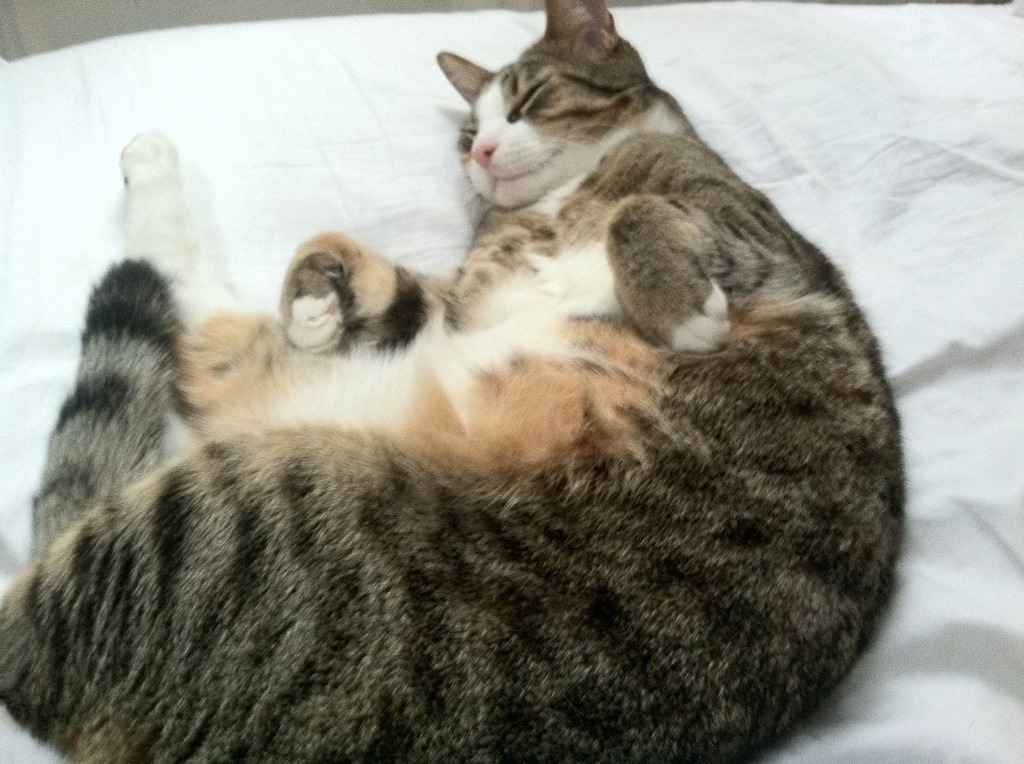 史上唯一！美加墨世界杯之夜，西亚卡姆单刀破阵，彻底打爆防线