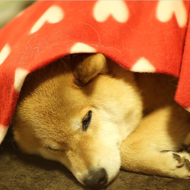 北欧神话再临，冰岛寒流强势晋级，努涅斯击碎埃及法老诅咒接管2026世界杯赛场