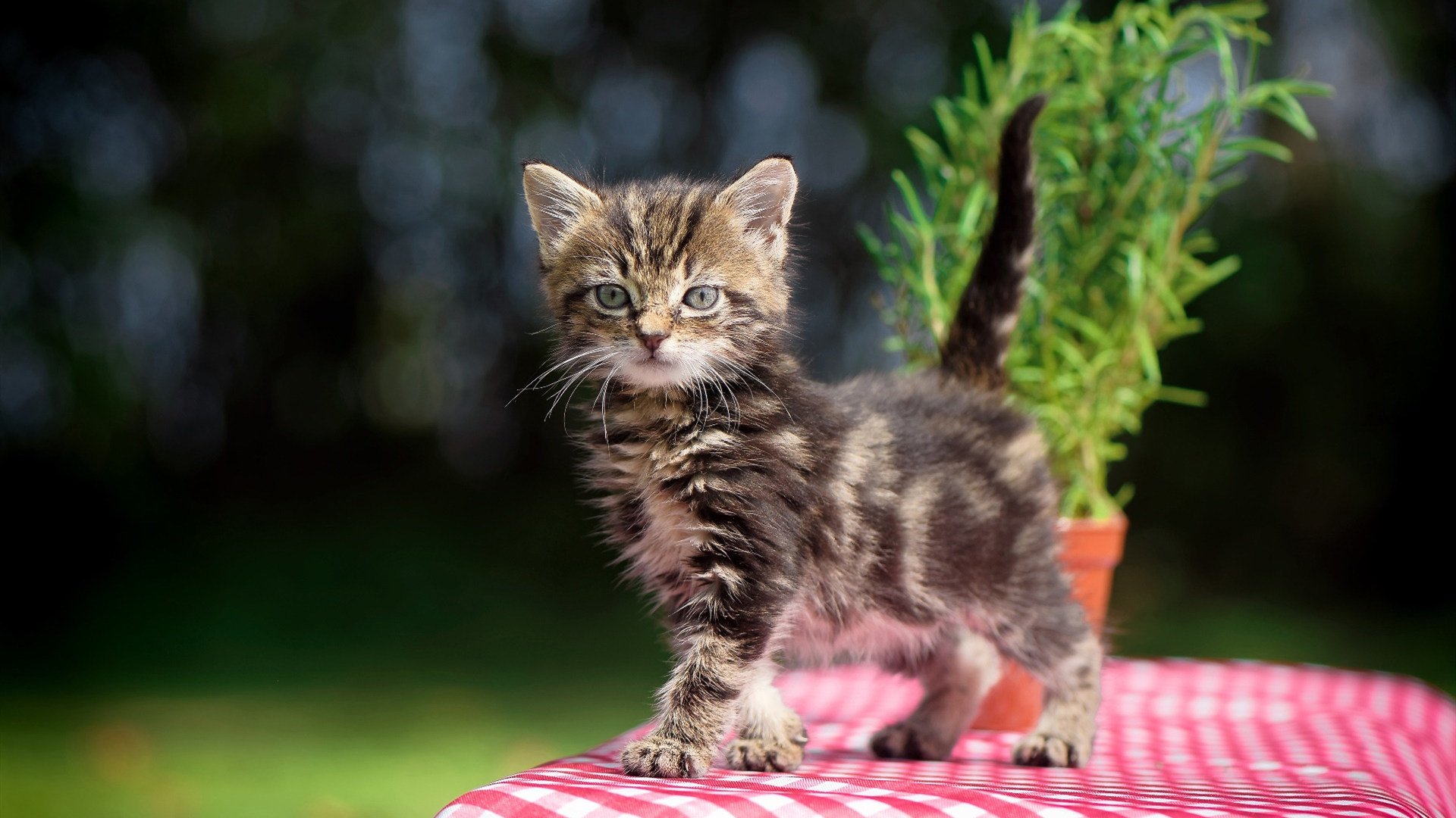双重身份间的窄门，奥地利对阵德国，门迪关键回合不手软