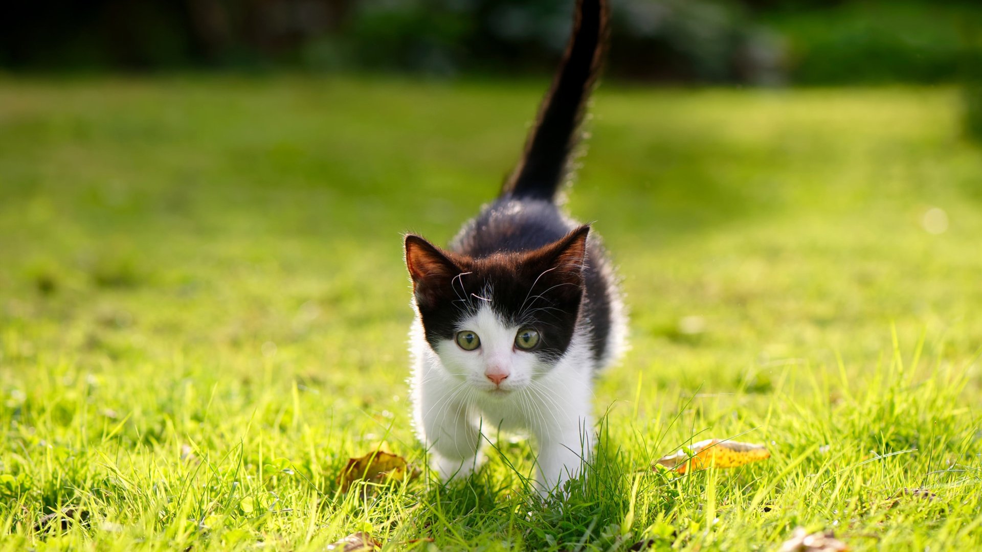 德甲争冠焦点战，如火箭压哨击败活塞般的戏剧性之夜