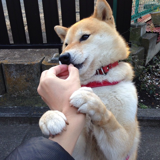 锡安一球定乾坤，雷霆踏平魔术的终极时刻