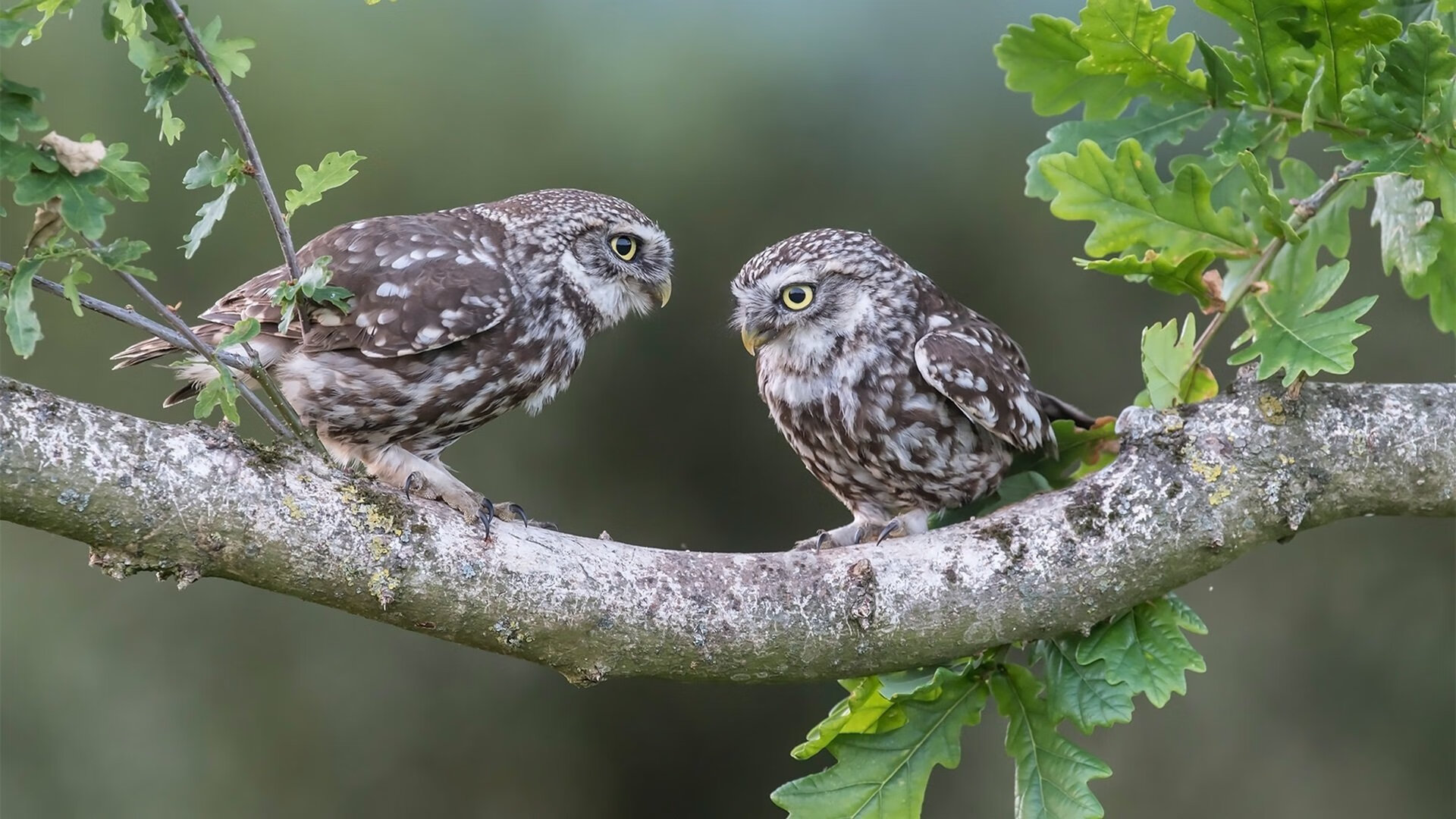 钢铁长城下的篮球新秩序，2026世界杯焦点战中的新疆风骨