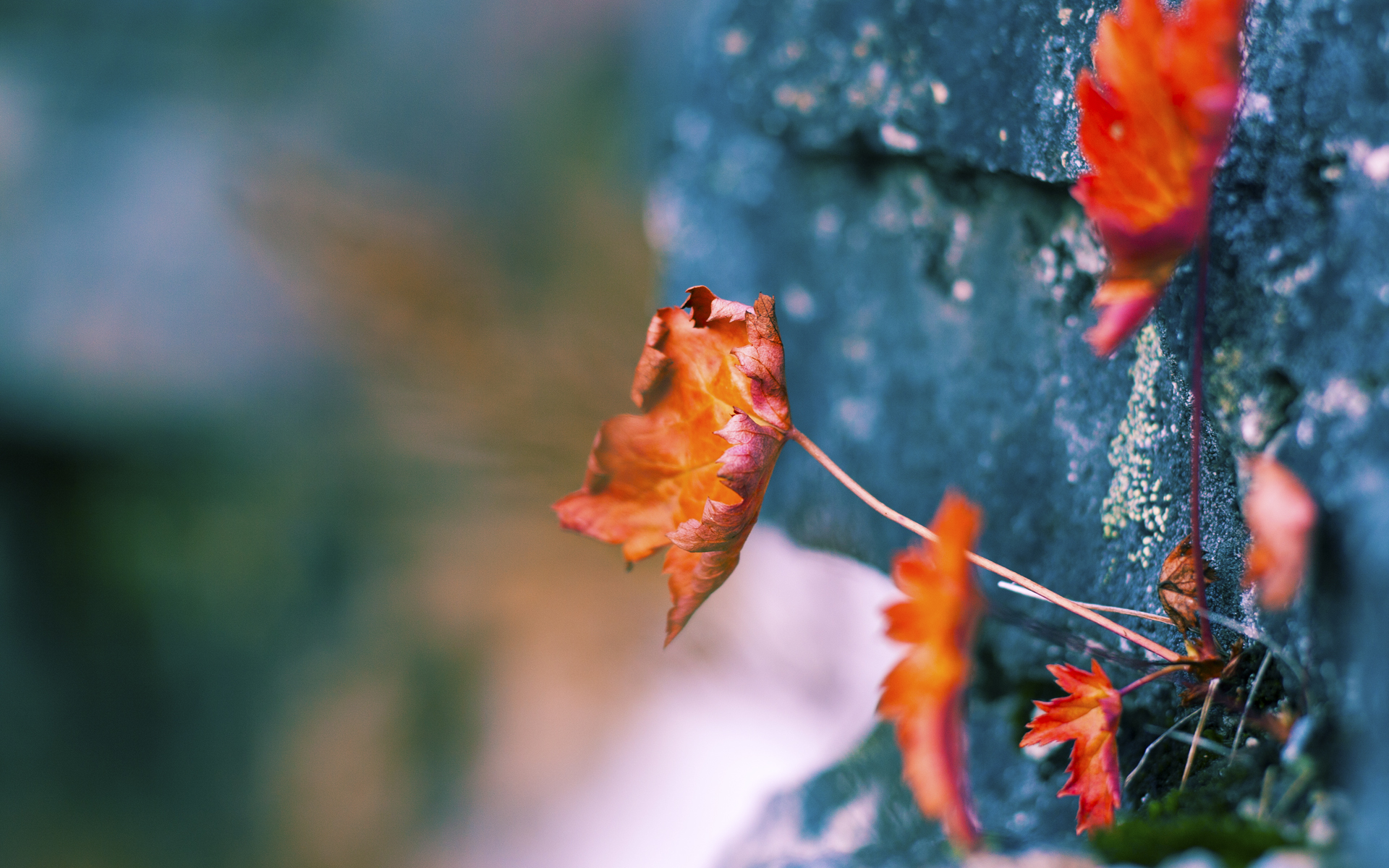 当库里的三分划过东莞夜空,哈登用一记写意的后撤步为广东队改写了剧本