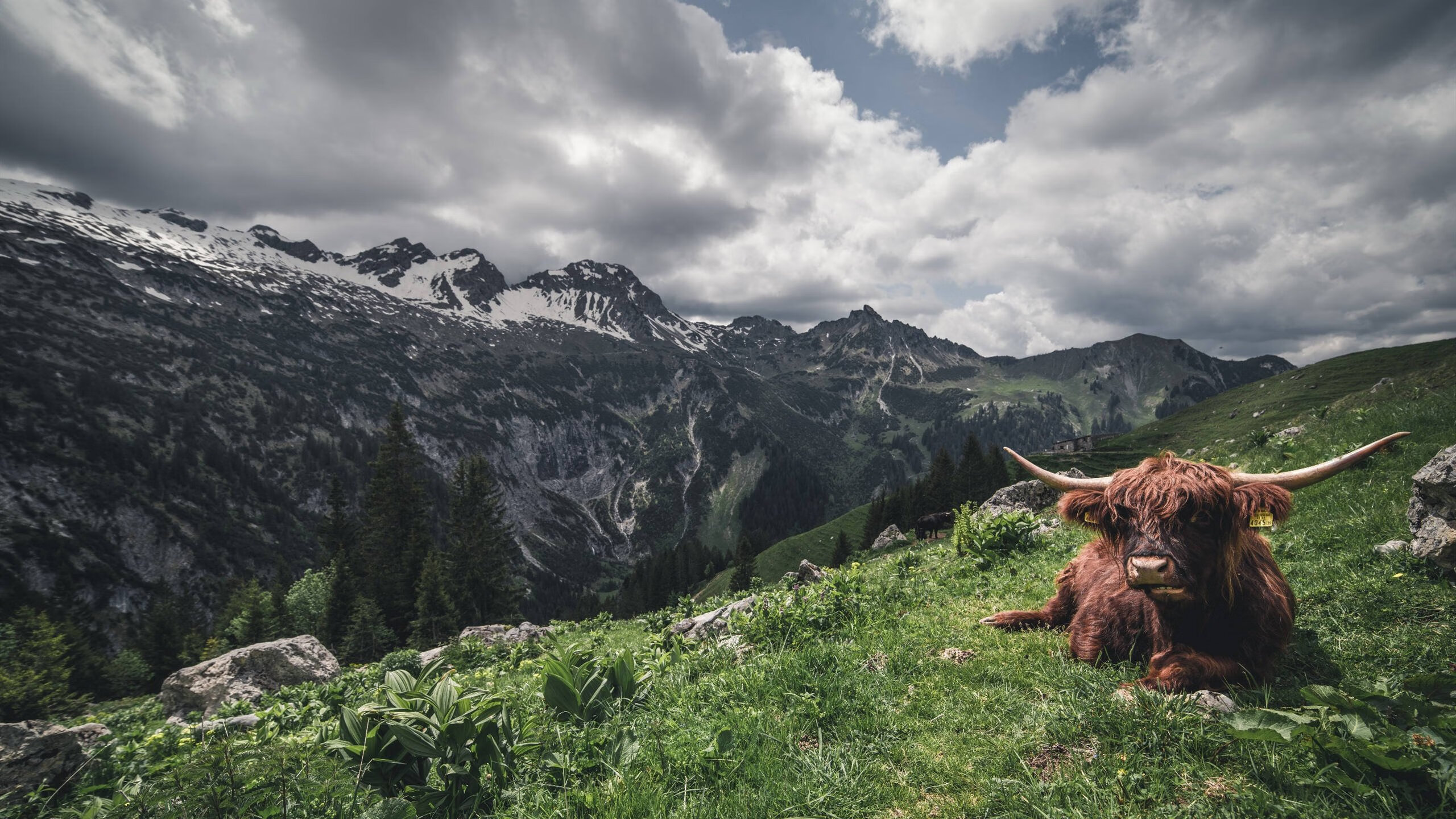 塞维利亚之夜，罗德里主宰世界排名争夺战，西班牙力克塞内加尔