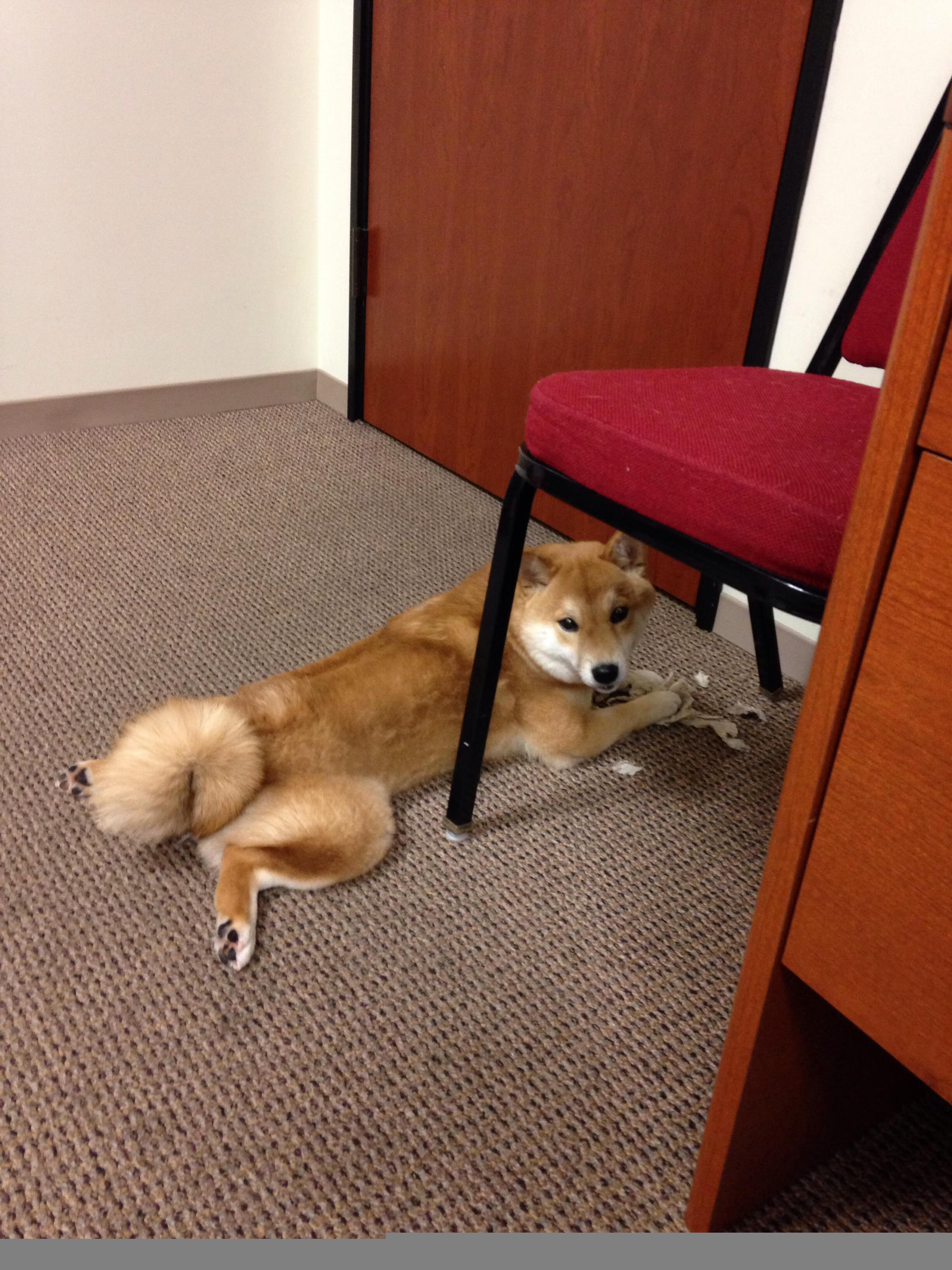 东决赛场上的玻利维亚奇迹