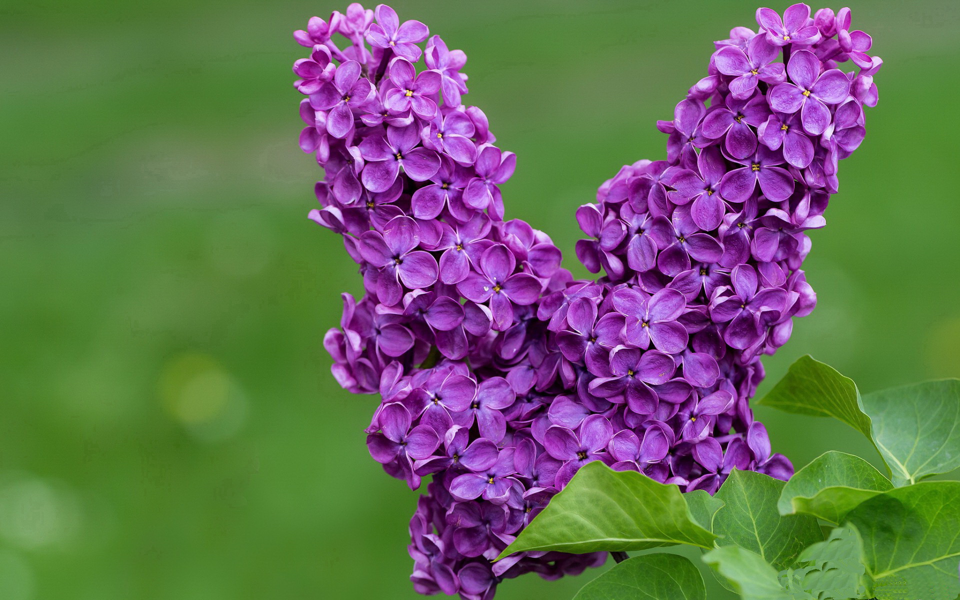 从硬木到赛道,利拉德在鹈鹕淘汰尼克斯中的冠军表现