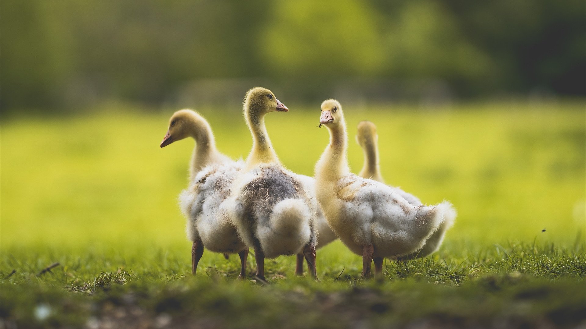 草根逆袭之夜，深圳队狂轰76人，浓眉主宰最后三分钟