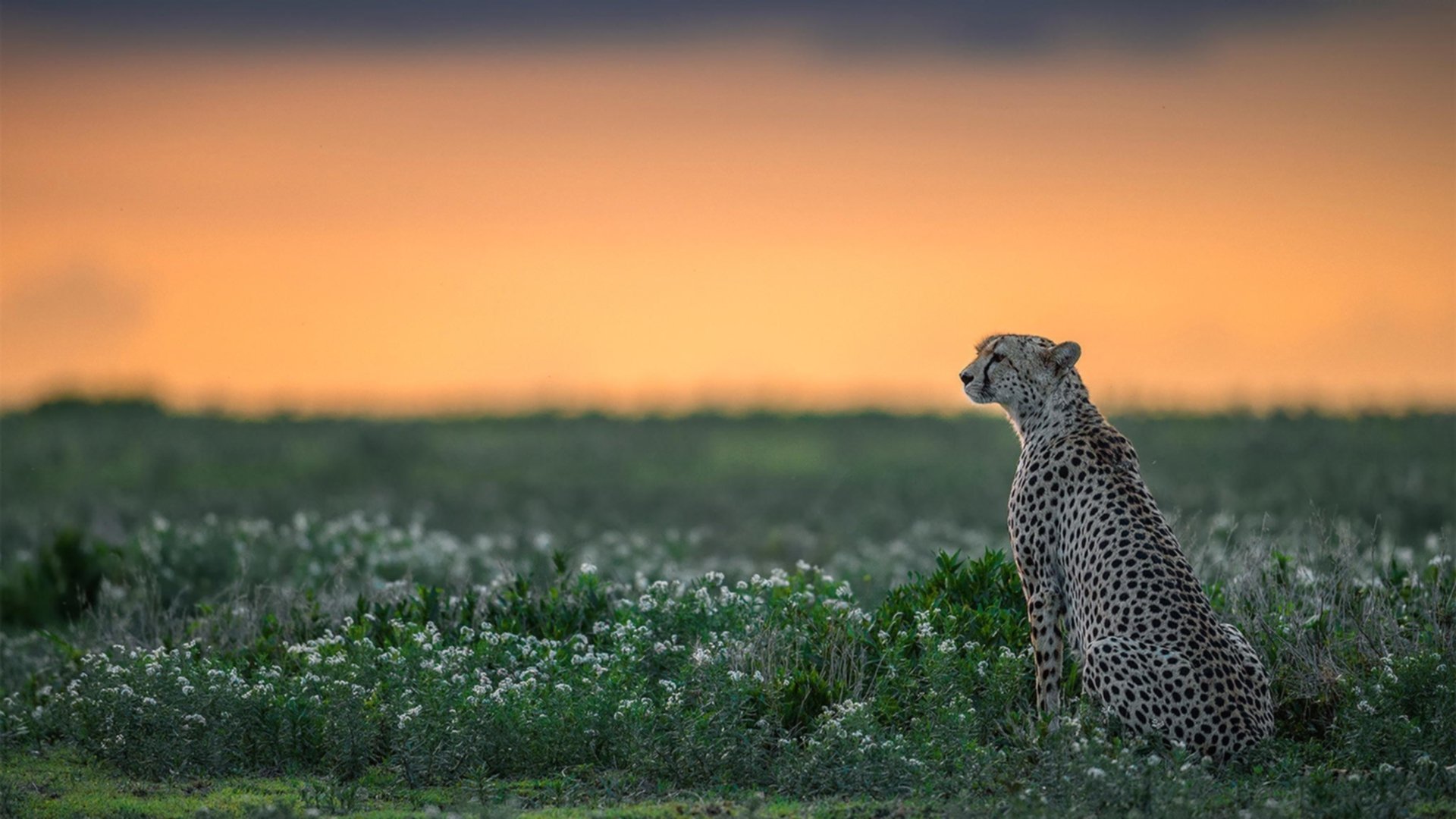 绝杀时刻！从墨西哥到贝林厄姆，这就是足球的肾上腺素