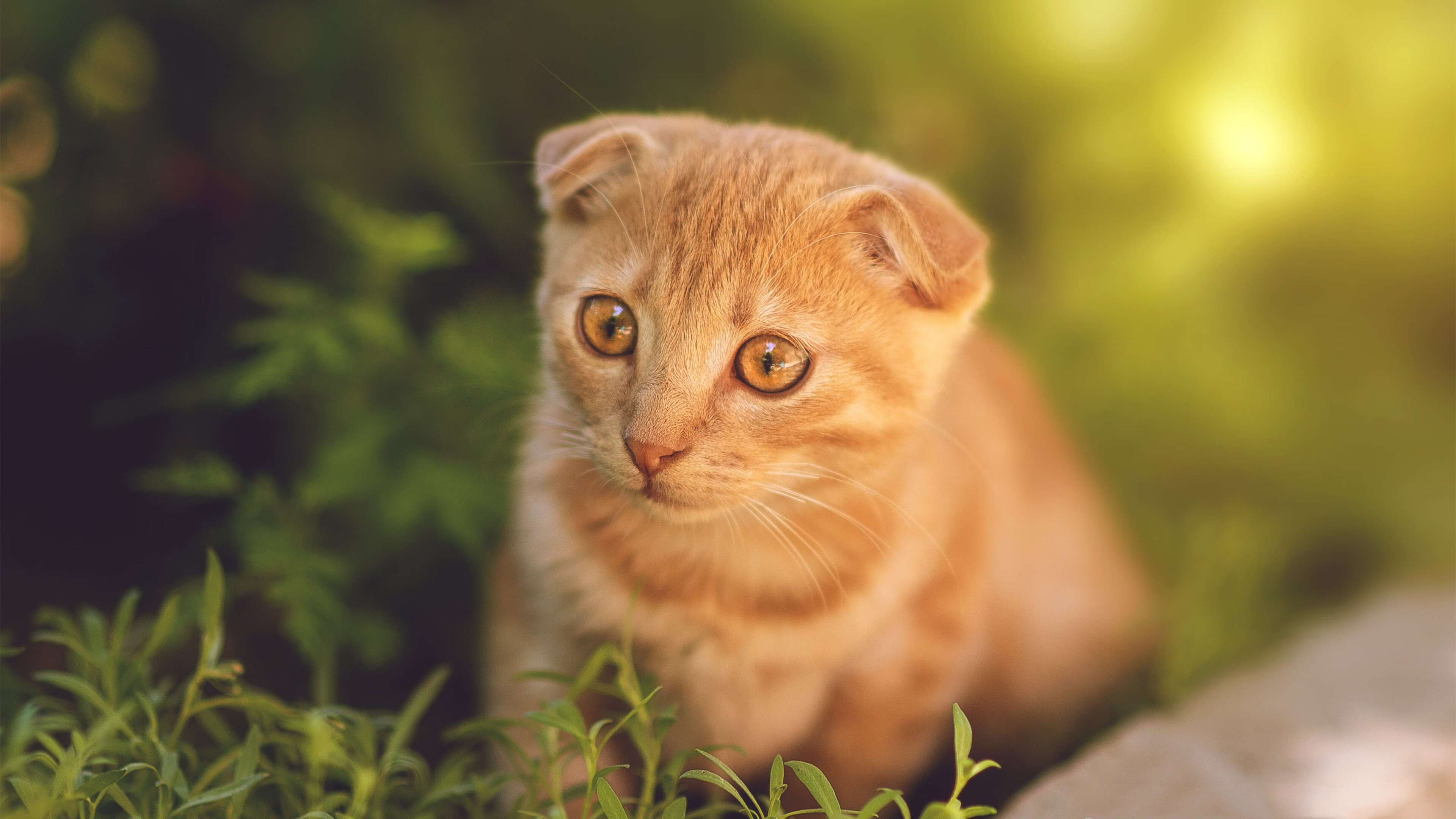 赛道与球门的双重奏，F1新赛季揭幕战之夜与库尔图瓦的关键回合掌控