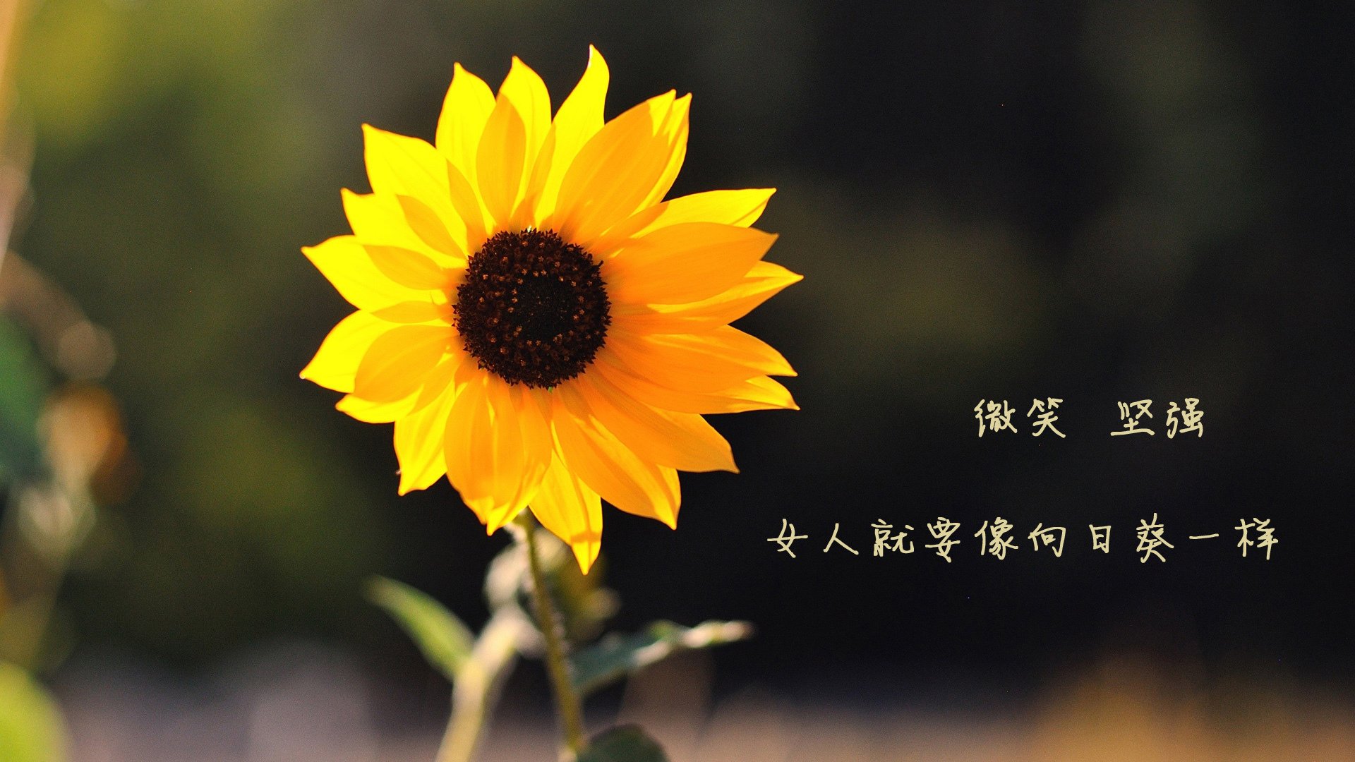 雷恩之城·枫叶之盾，C罗关键战从不手软